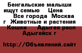 Бенгальские малыши ищут семью) › Цена ­ 5 500 - Все города, Москва г. Животные и растения » Кошки   . Адыгея респ.,Адыгейск г.